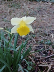 Narcissus pseudonarcissus