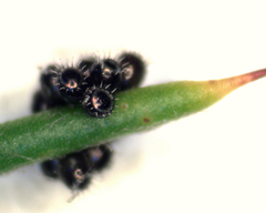 Oechalia schellenbergii