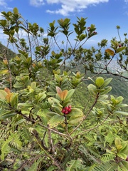 Syzygium sandwicense