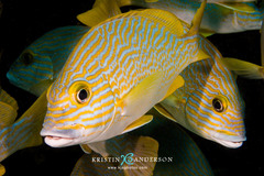 Plectorhinchus multivittatus