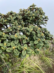 Metrosideros rugosa