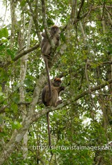 Piliocolobus tephrosceles