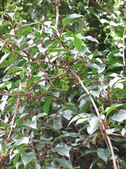 Schisandra arisanensis