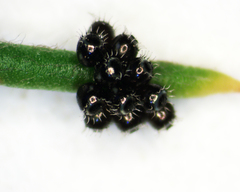 Oechalia schellenbergii