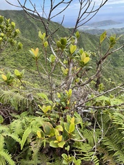 Syzygium sandwicense