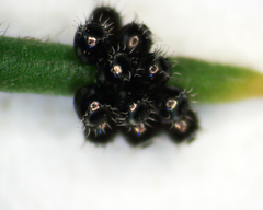 Oechalia schellenbergii