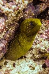 Gymnothorax formosus