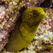 Palenose Moray - Photo (c) lcolmer, some rights reserved (CC BY-NC), uploaded by lcolmer