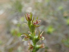 Prasophyllum fitzgeraldii