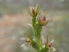 Prasophyllum fitzgeraldii