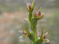 Prasophyllum fitzgeraldii