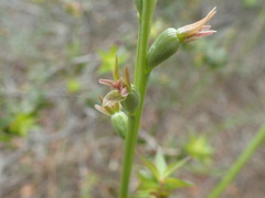 Prasophyllum fitzgeraldii