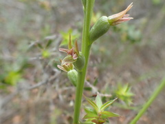 Prasophyllum fitzgeraldii