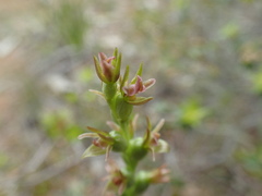Prasophyllum fitzgeraldii