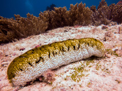 Holothuria fuscopunctata