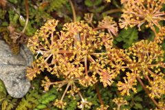Anisotome flexuosa