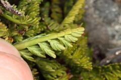 Anisotome flexuosa