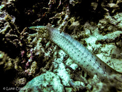Gymnothorax zonipectis