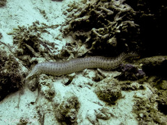 Gymnothorax zonipectis