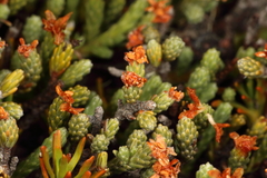 Kelleria villosa