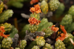 Kelleria villosa