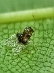 Alloiothucha artocarpi