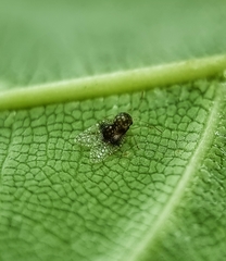 Alloiothucha artocarpi