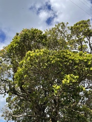 Syzygium sandwicense