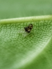 Alloiothucha artocarpi