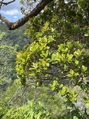 Syzygium sandwicense