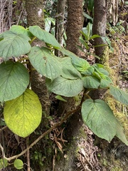 Cyrtandra platyphylla