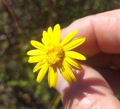 Ursinia discolor