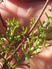 Ursinia discolor
