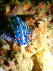 Hypselodoris festiva