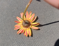 Ursinia discolor