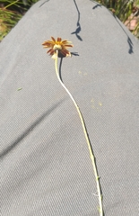 Ursinia discolor