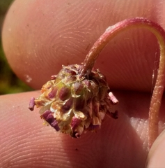 Ursinia discolor