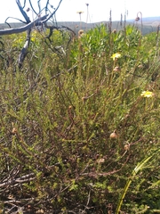 Ursinia discolor
