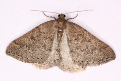 Aleucis distinctata