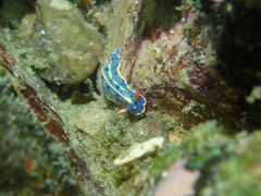Hypselodoris festiva