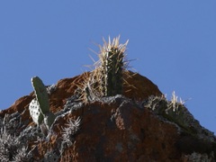Trichocereus cuzcoensis