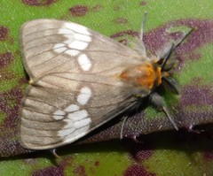 Palasea albimacula