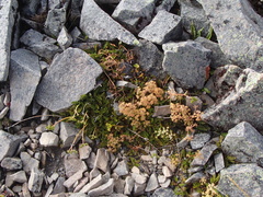 Anisotome flexuosa