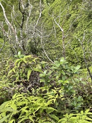 Kadua