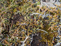 Kelleria villosa