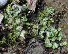 Marchantia polymorpha