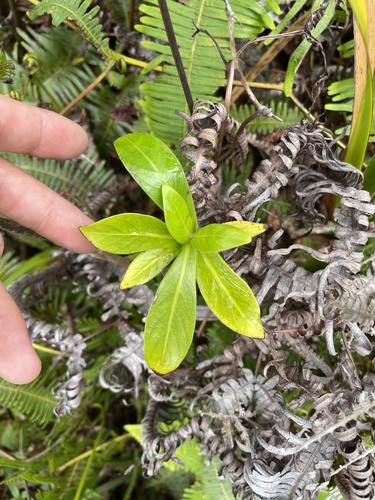 Psychotria mariniana observed 2022-02-27