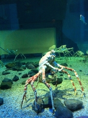 Macrocheira kaempferi