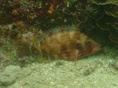 Pteragogus enneacanthus