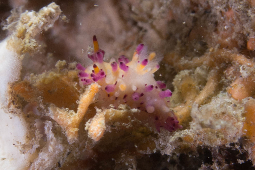 Sunset Knobbed Dorid